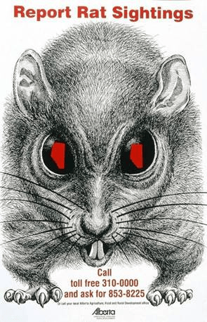 Illustration of a rat with red eyes, accompanied by text urging to report rat sightings, including contact information.